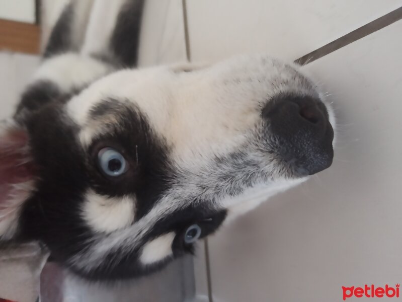 Sibirya Kurdu (Husky), Köpek  Mia fotoğrafı