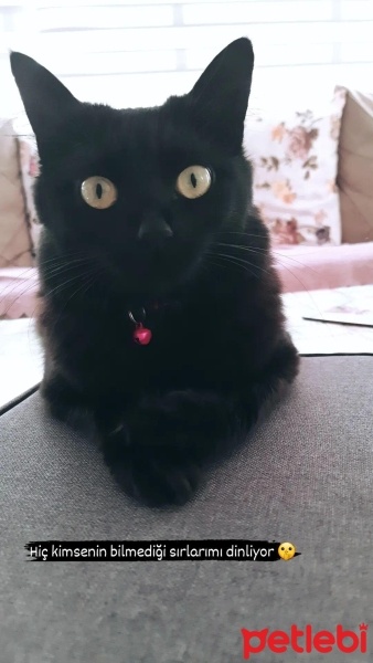Tekir Kedi, Kedi  Hera fotoğrafı