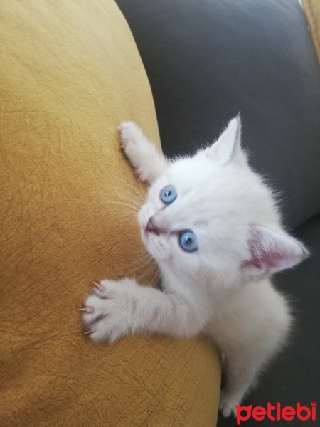Scottish Fold, Kedi  Mavişler fotoğrafı