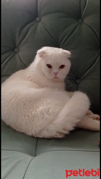 Scottish Fold, Kedi  Sans fotoğrafı
