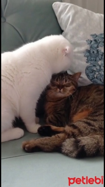 Scottish Fold, Kedi  Sans fotoğrafı