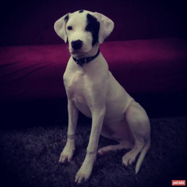 Dogo Arjantin, Köpek  Arnold fotoğrafı