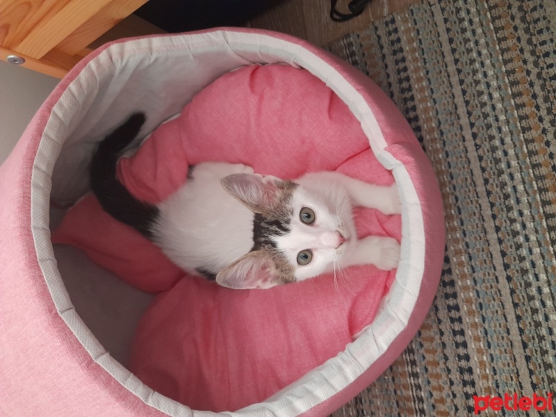 Tekir Kedi, Kedi  sütlaç fotoğrafı