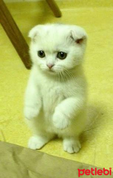 Scottish Fold, Kedi  Cafer fotoğrafı