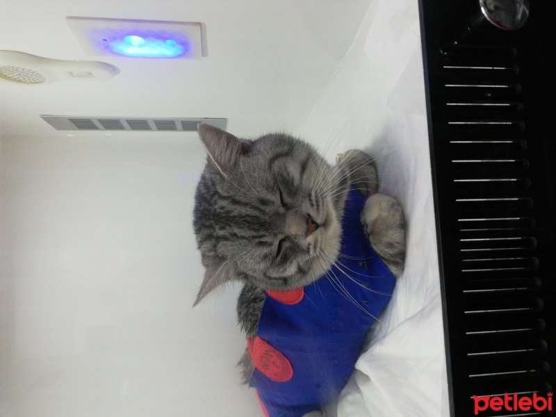 British Shorthair, Kedi  Leoo fotoğrafı