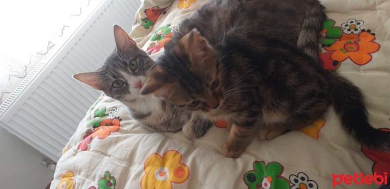 Tekir Kedi, Kedi  Bahadir Luna fotoğrafı