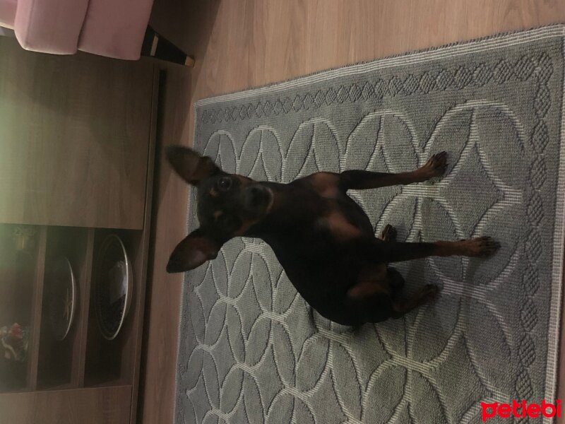 Minyatür Pinscher, Köpek  Jack fotoğrafı