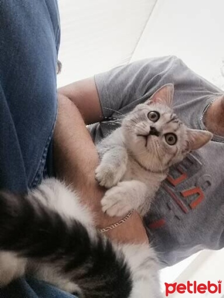 British Shorthair, Kedi  Garfield fotoğrafı