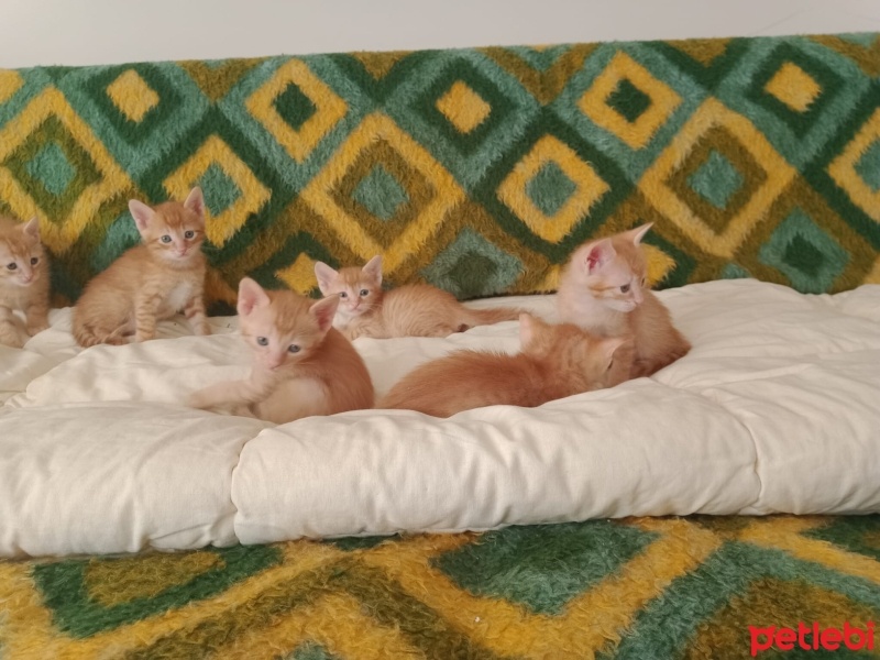 Tekir Kedi, Kedi  7 Tane Tekir Yavrusu fotoğrafı