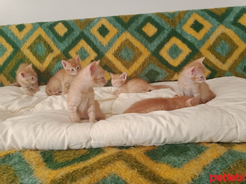 Tekir Kedi, Kedi  7 Tane Tekir Yavrusu fotoğrafı