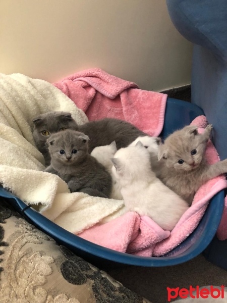 Scottish Fold, Kedi  maviş fotoğrafı