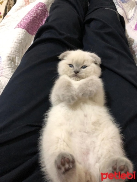Scottish Fold, Kedi  maviş fotoğrafı