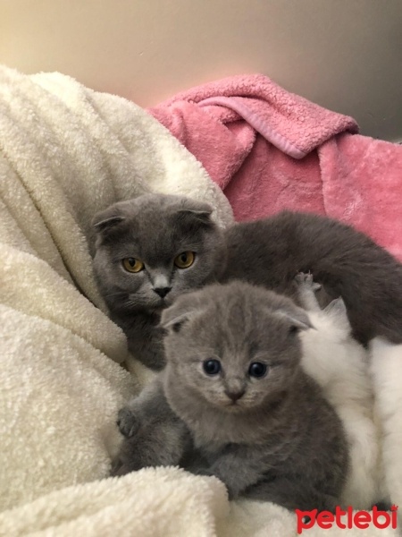 Scottish Fold, Kedi  maviş fotoğrafı