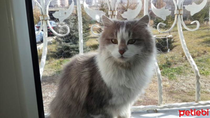Norwegian Forest, Kedi  minnoş fotoğrafı