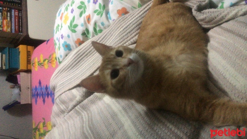 Tekir Kedi, Kedi  Luna fotoğrafı