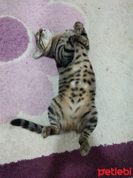 Tekir Kedi, Kedi  Çiko fotoğrafı