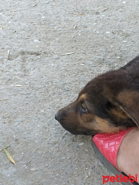 Alman Çoban Köpeği, Köpek  Pasa fotoğrafı