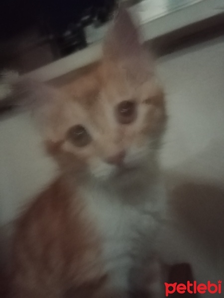 Sarman, Kedi  Pamuk fotoğrafı