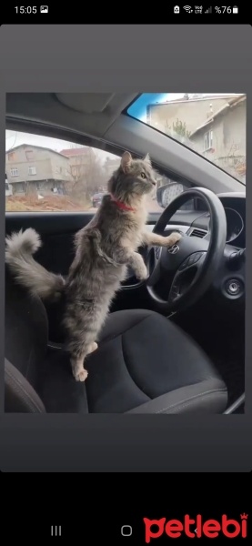 Norwegian Forest, Kedi  Mia fotoğrafı