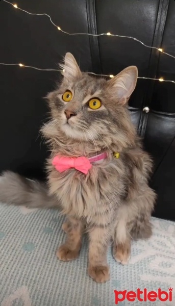 Norwegian Forest, Kedi  Mia fotoğrafı