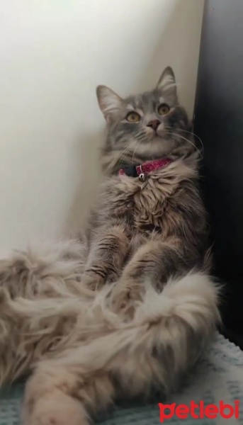 Norwegian Forest, Kedi  Mia fotoğrafı