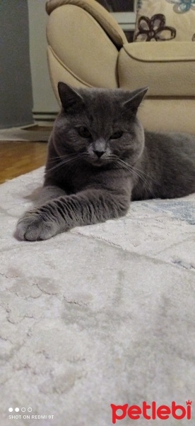 British Shorthair, Kedi  Paşa fotoğrafı