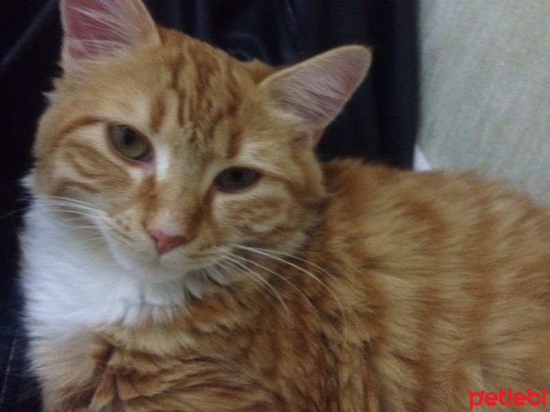 Tekir Kedi, Kedi  Fıstık fotoğrafı