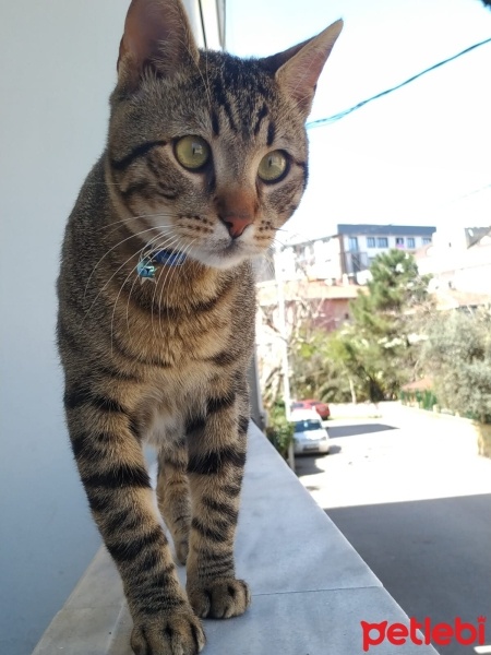Tekir Kedi, Kedi  Boncuk fotoğrafı
