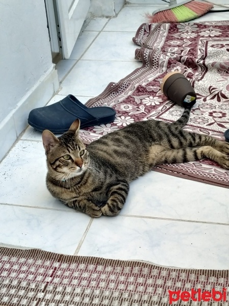 Tekir Kedi, Kedi  Boncuk fotoğrafı