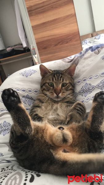 Tekir Kedi, Kedi  Boncuk fotoğrafı