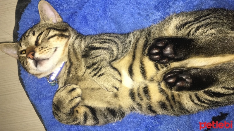 Tekir Kedi, Kedi  Boncuk fotoğrafı