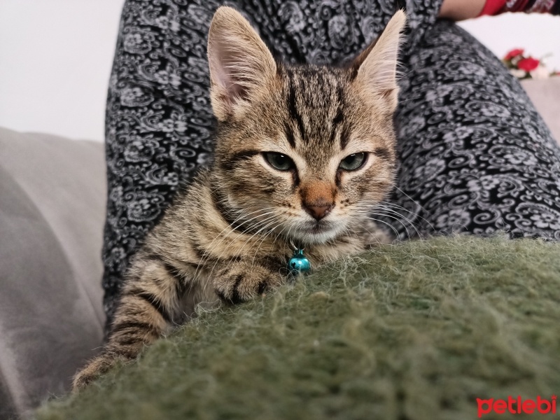 Tekir Kedi, Kedi  Boncuk fotoğrafı