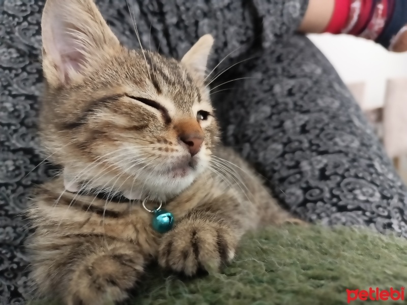 Tekir Kedi, Kedi  Boncuk fotoğrafı