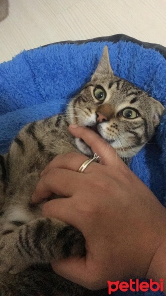 Tekir Kedi, Kedi  Boncuk fotoğrafı