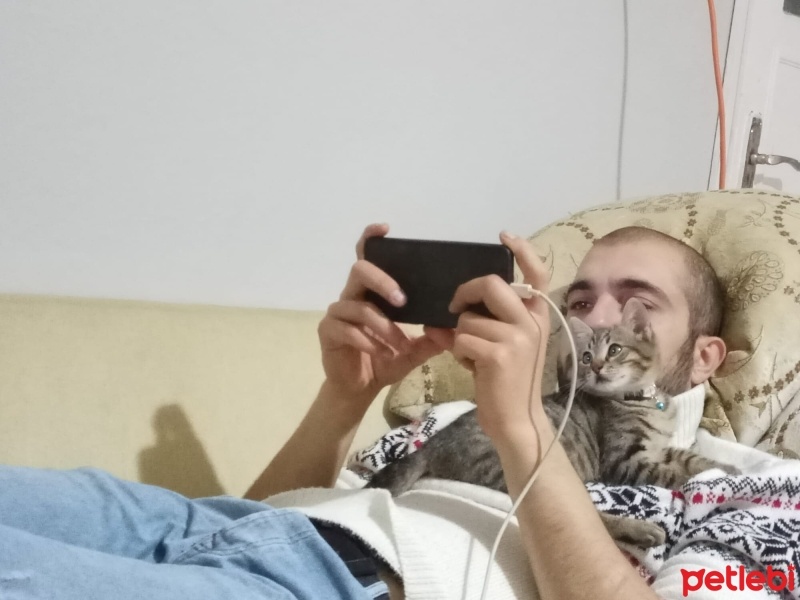 Tekir Kedi, Kedi  Boncuk fotoğrafı