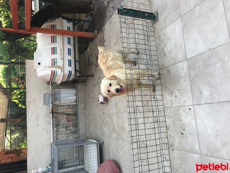 Golden Retriever, Köpek  Dost fotoğrafı