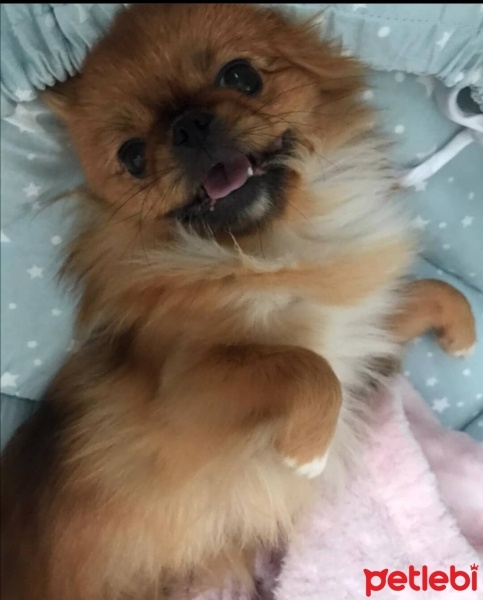 Pekingese, Köpek  Thalia fotoğrafı