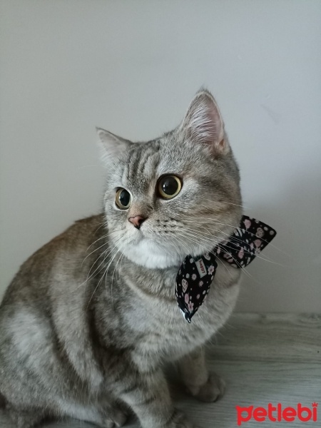 British Shorthair, Kedi  Şekerpare fotoğrafı