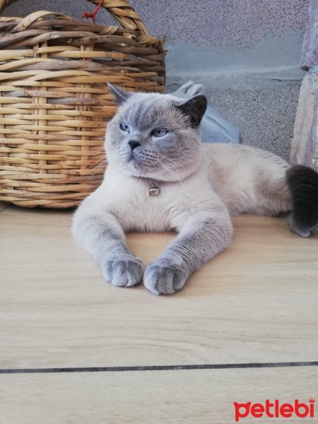 British Shorthair, Kedi  Şekerpare fotoğrafı