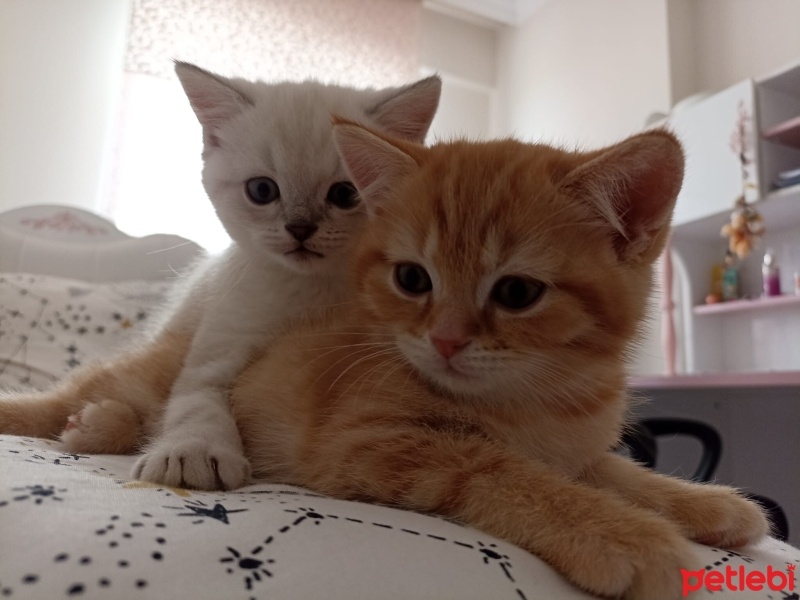 British Shorthair, Kedi  Şekerpare fotoğrafı