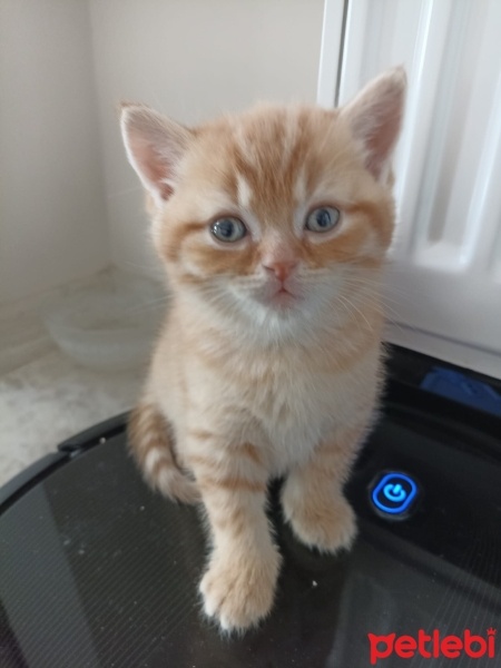British Shorthair, Kedi  Şekerpare fotoğrafı
