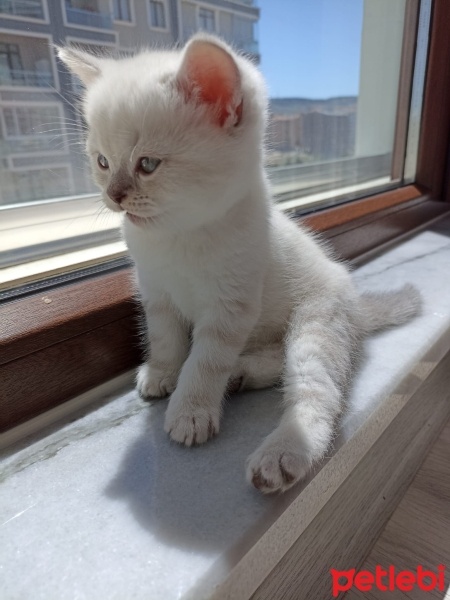 British Shorthair, Kedi  Şekerpare fotoğrafı