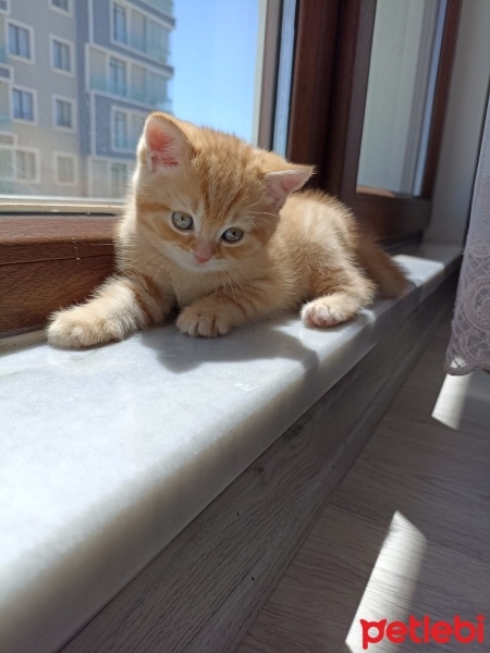 British Shorthair, Kedi  Şekerpare fotoğrafı