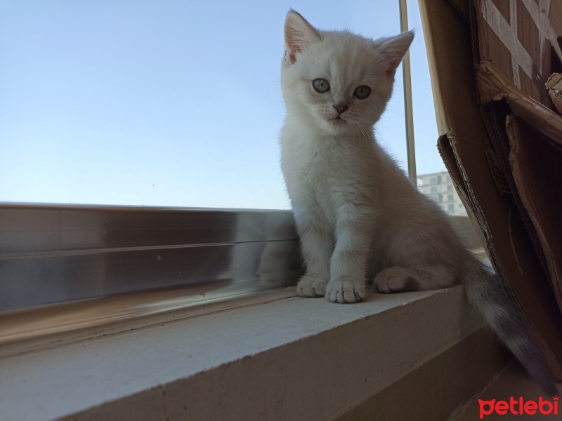 British Shorthair, Kedi  Şekerpare fotoğrafı