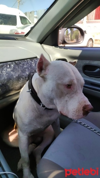 Amerikan Pitbull Terrier, Köpek  Boris fotoğrafı