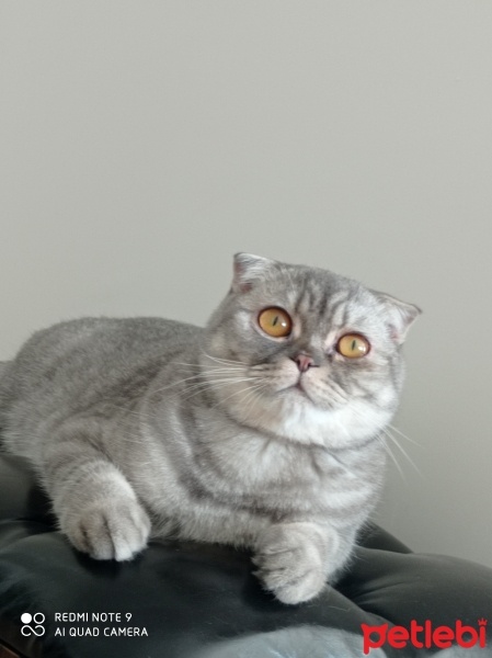 Scottish Fold, Kedi  Venüs fotoğrafı