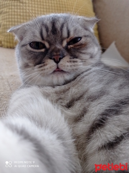 Scottish Fold, Kedi  Venüs fotoğrafı