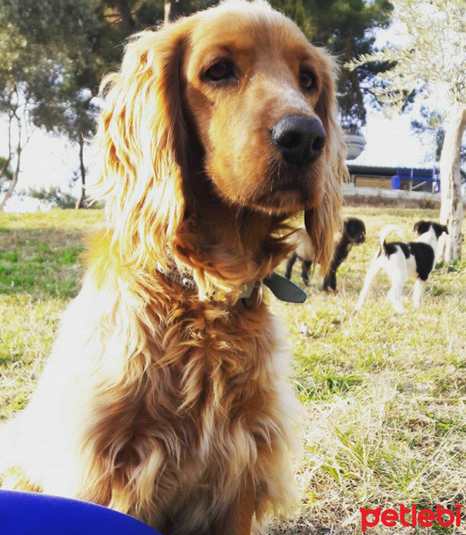 İngiliz Cocker Spaniel, Köpek  Venüs fotoğrafı