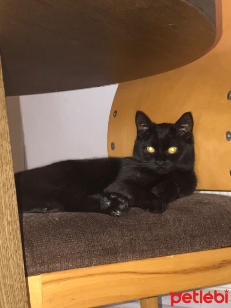 Tekir Kedi, Kedi  Gece fotoğrafı
