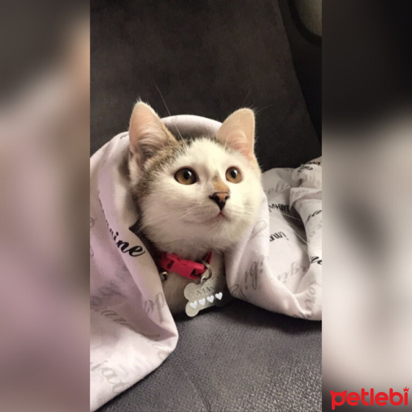 Tekir Kedi, Kedi  Şans fotoğrafı